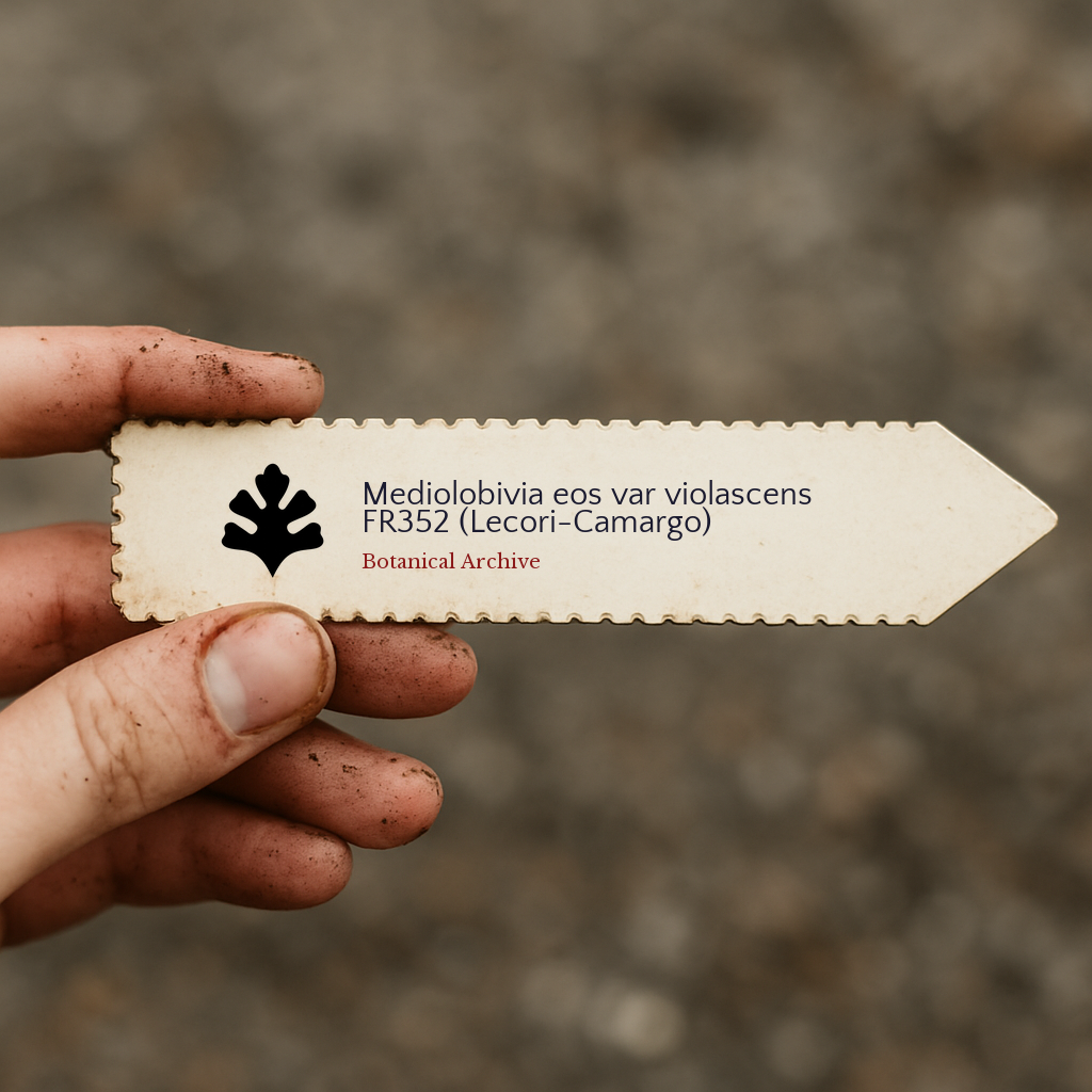 Printed plant label for Mediolobivia eos var violascens held by dirty hand outdoors