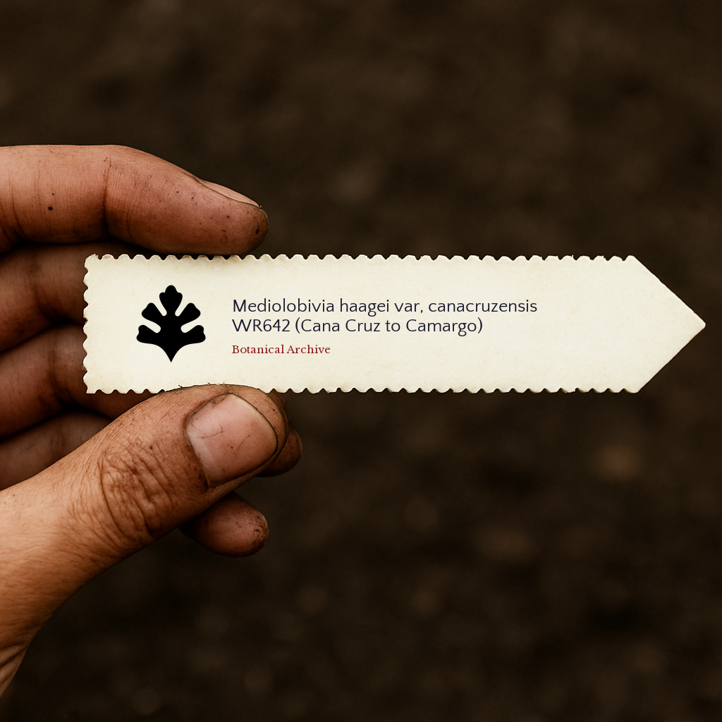 Printed plant label for Mediolobivia haagei var. canacruzensis held by hand over soil background
