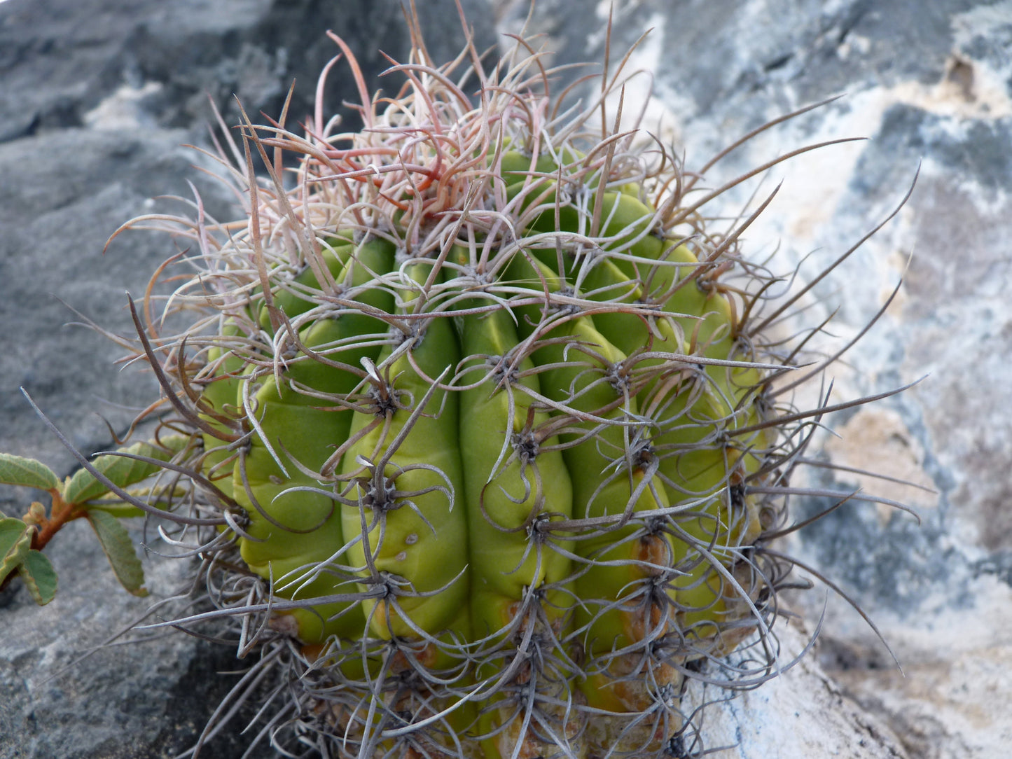 Melocactus curvispinus ssp loboguerreroi cactus succulento verde con lunghe spine curve su superficie rocciosa