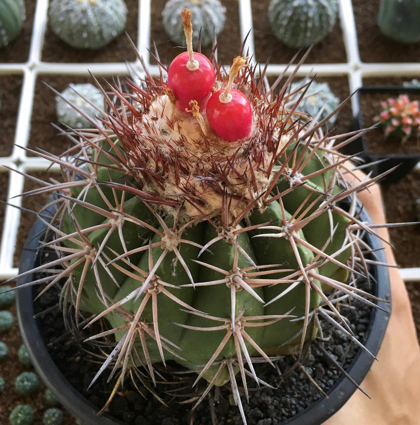 Melocactus guitartii rare cactus with red fruit and long spines in black pot