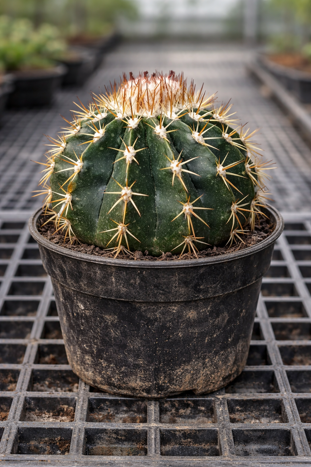 Melocactus rubriseatosus rare cactus with prominent spines in black nursery pot