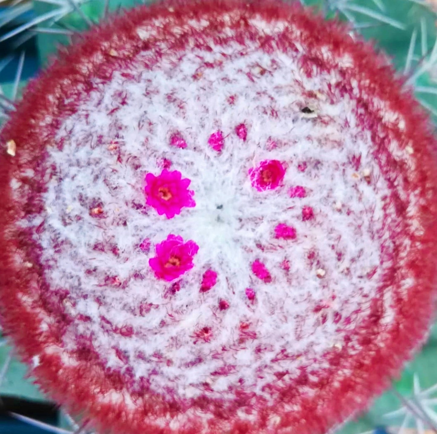 Melocactus rubrispinus rare cactus with dense white wool and bright pink flowers