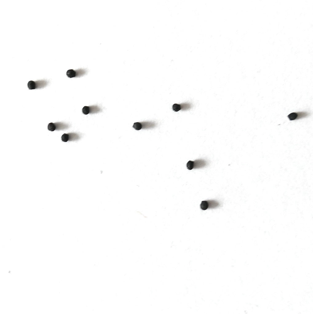 Melocactus seabrasensis small black cactus seeds scattered on white background
