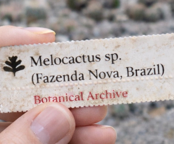 Printed seed packet label for Melocactus sp. from Fazenda Nova Brazil Botanical Archive