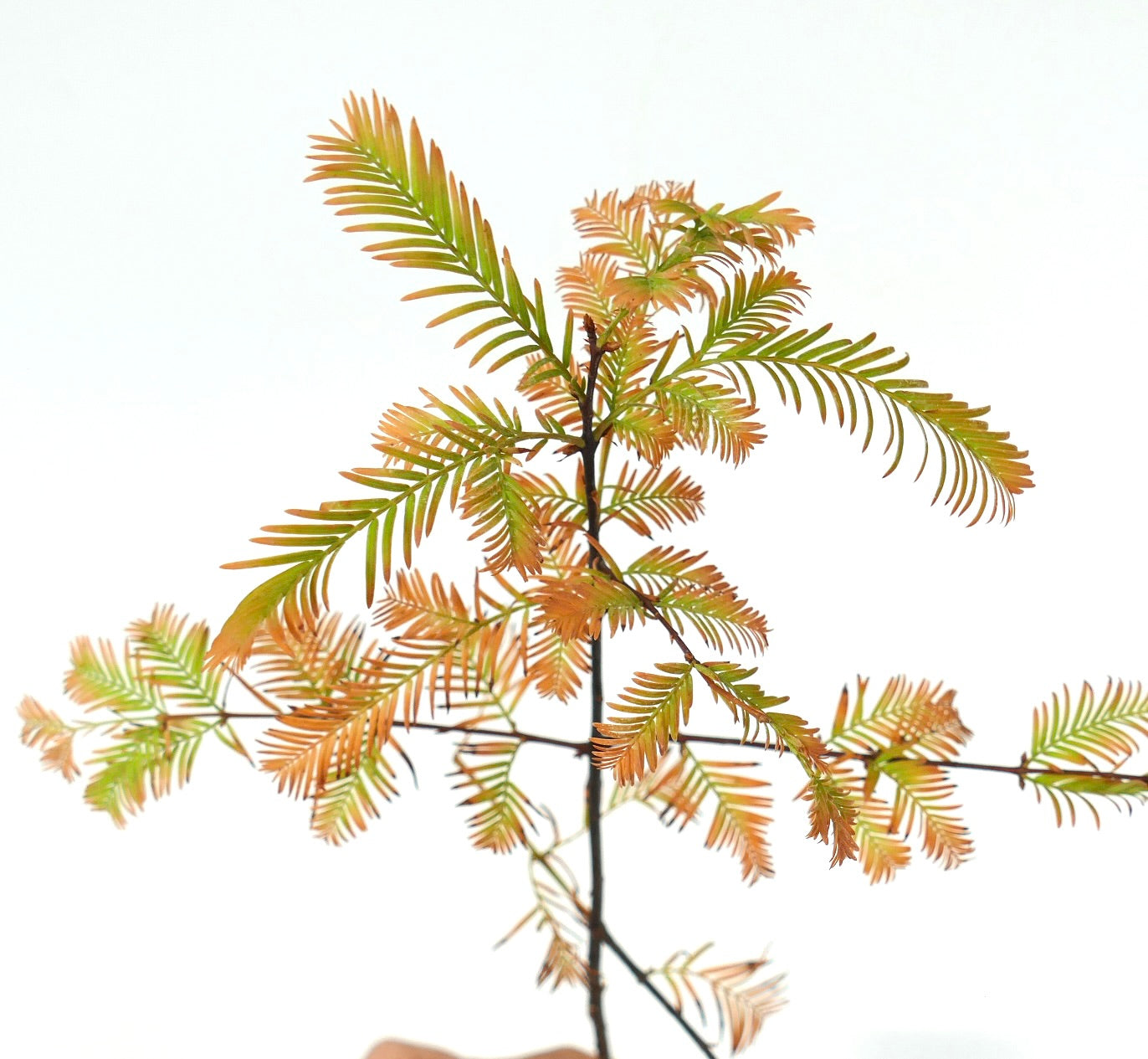 Ramo giovane di Metasequoia glyptostroboides con delicati aghi arancioni e verdi