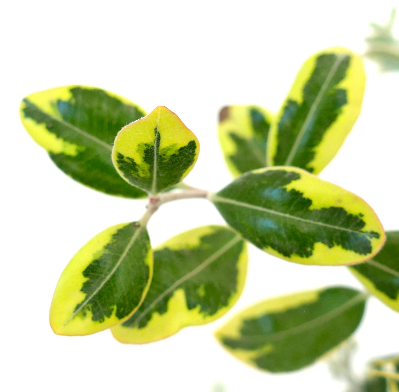 Metrosideros excelsa variegated leaves with vibrant green and yellow patterns close-up