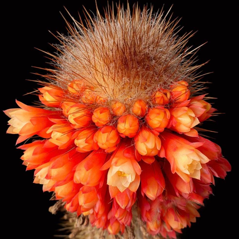 Cactus Micranthocereus flaviflorus con fiori tubolari arancioni densi e corona spinosa