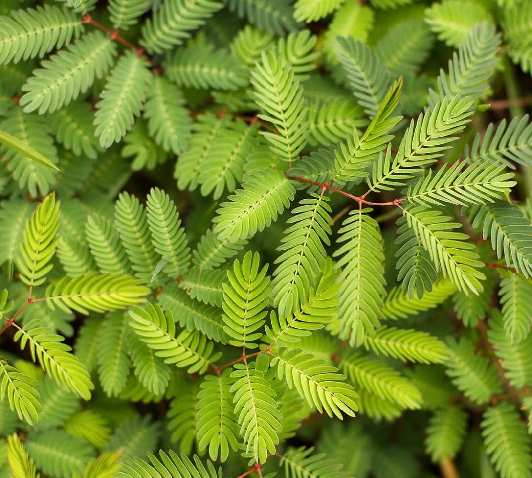 Mimosa pudica