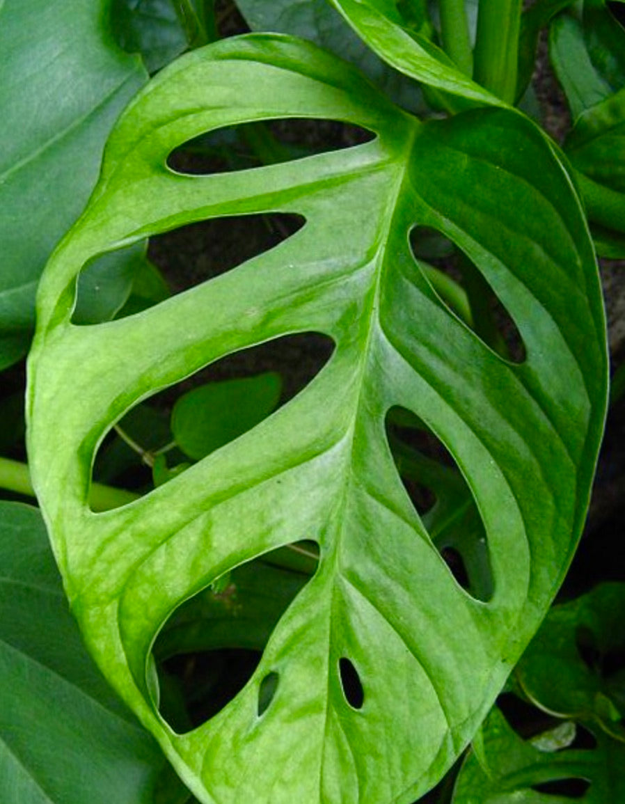 Monstera obliqua rara pianta tropicale rampicante con foglie verde brillante profondamente perforate