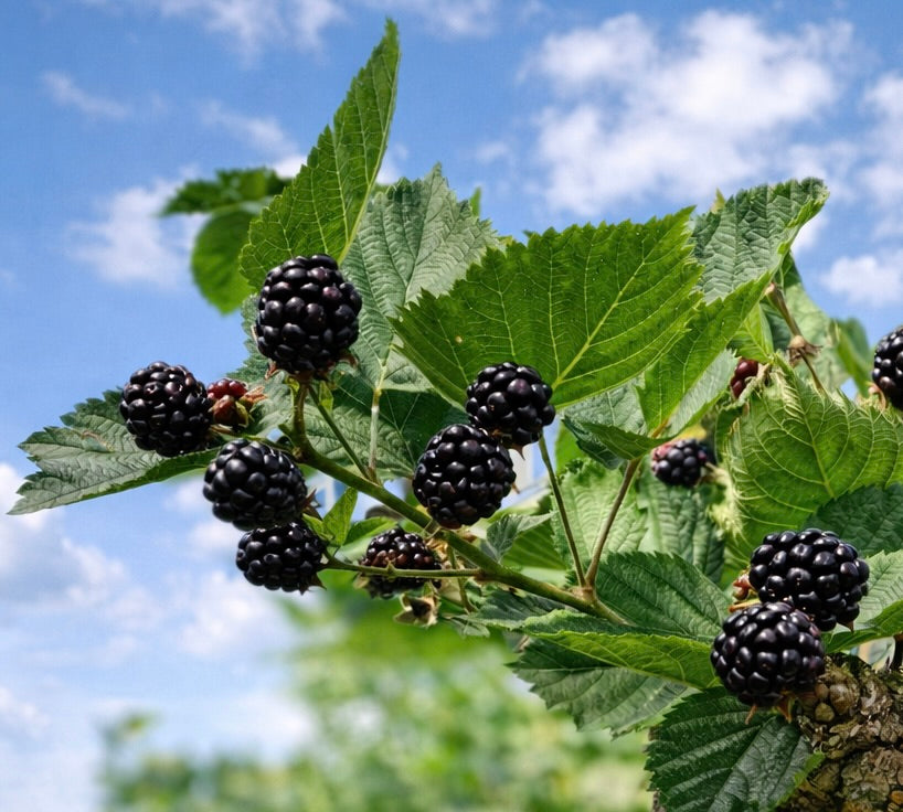 Morus nigra 10-35cm | Black mulberry | Persian mulberry