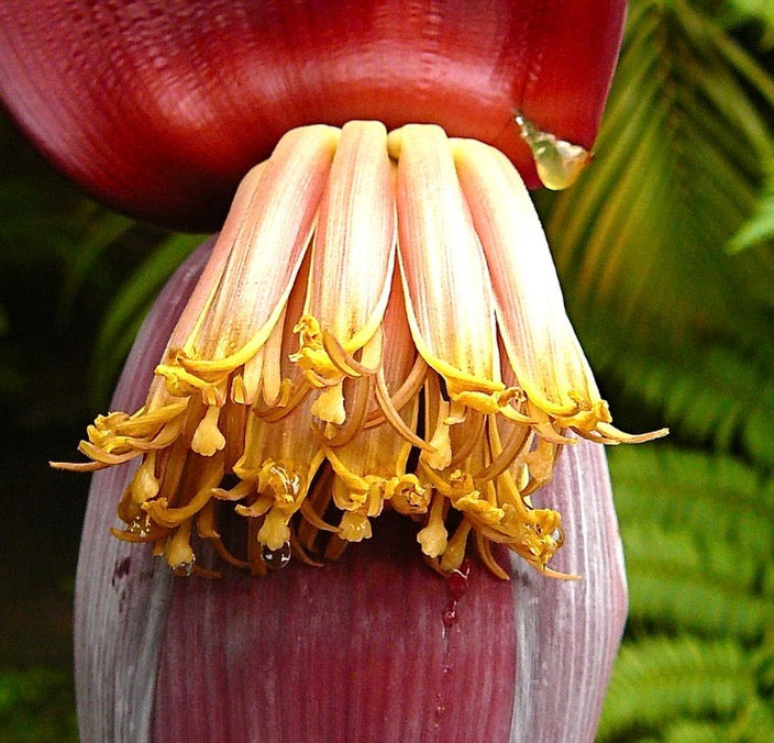 Musa acuminata subsp. microcarpa SEEDS