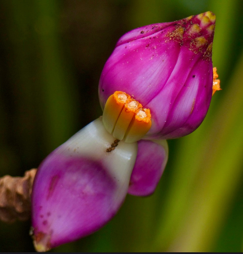 Musa campestris var. campestris SEEDS