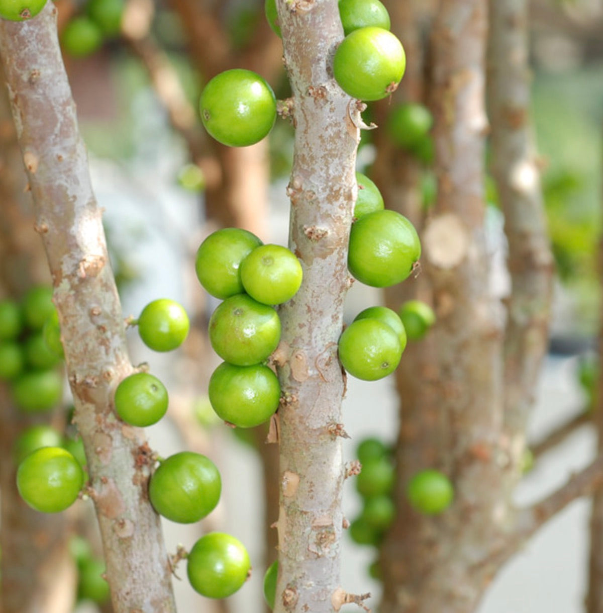 Myrciaria cauliflora with smooth green fruit growing directly on textured brown branches