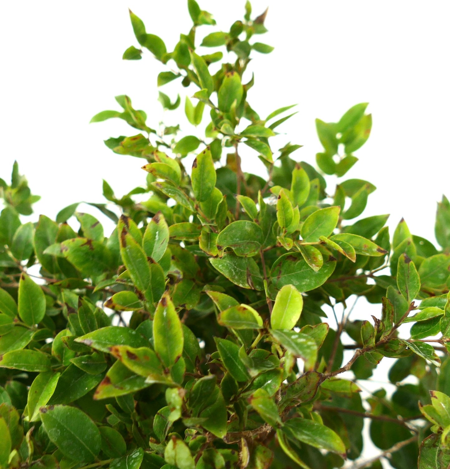 Myrciaria cauliflora dense green foliage with small oval leaves and brown leaf edges