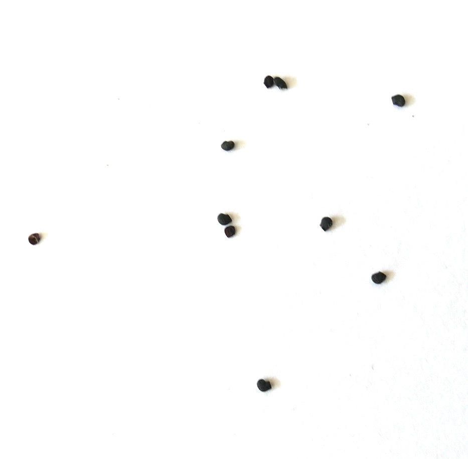Myrtillocactus eichlamii small black cactus seeds scattered on white background