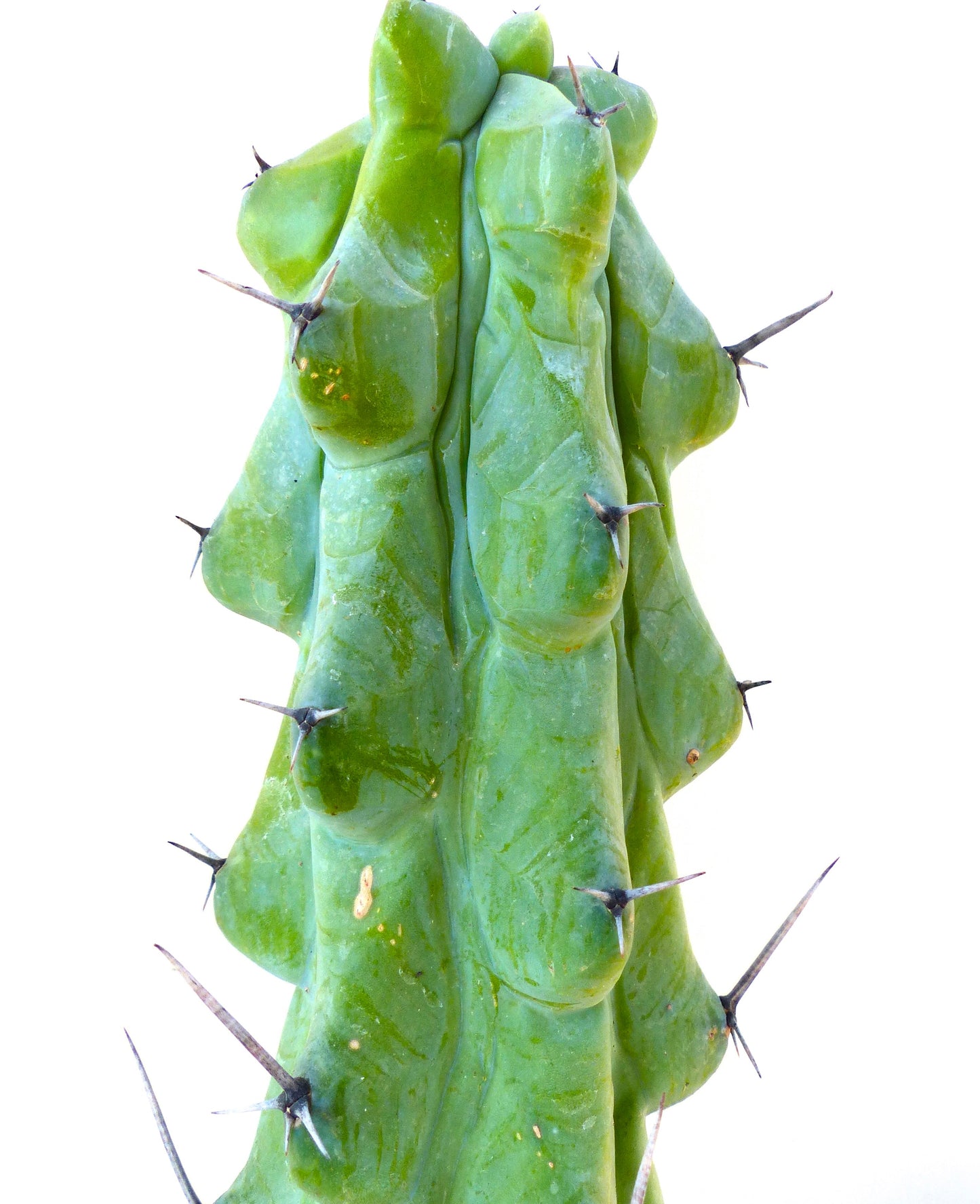 Myrtillocactus geometrizans cv FUKUROKURYUZINBOKU cactus succulento con spessi fusti verdi e spine appuntite