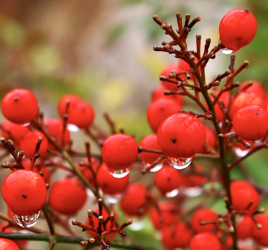 Nandina domestica | Heavenly bamboo | Sacred bamboo