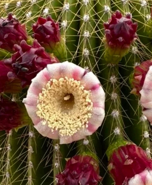 Neobuxbaumia polylopha cactus with spiny ribs and pink-white flowers in bloom