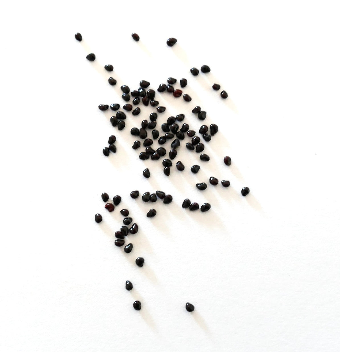Semi di cactus Neobuxbaumia tetetzo piccoli e scuri sparsi su sfondo bianco