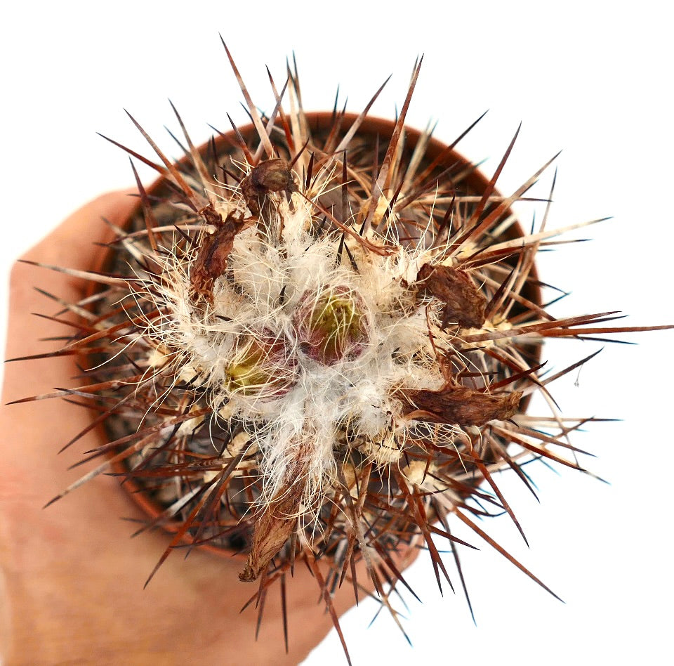 Neochilenia heinrichiana raro cactus spinoso con centro bianco lanuginoso in vaso piccolo