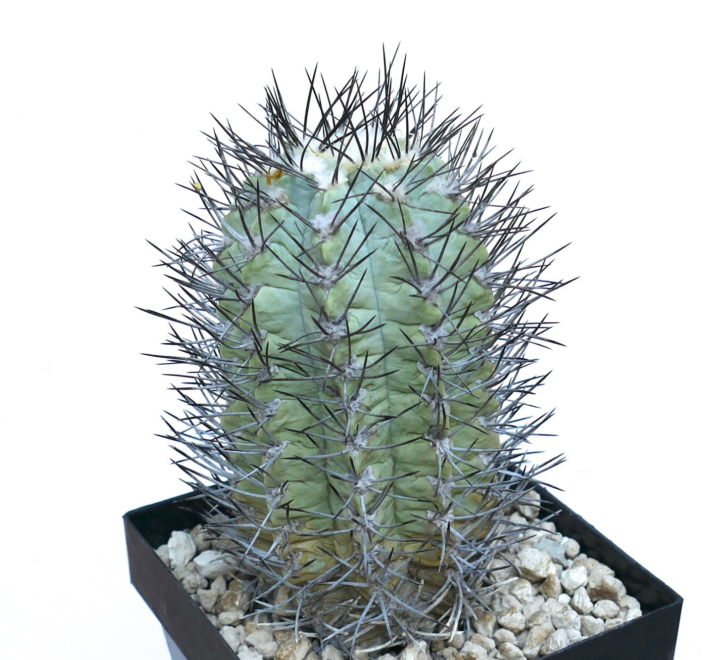 Neochilenia paucicostata rare succulent cactus with thick spines in black pot