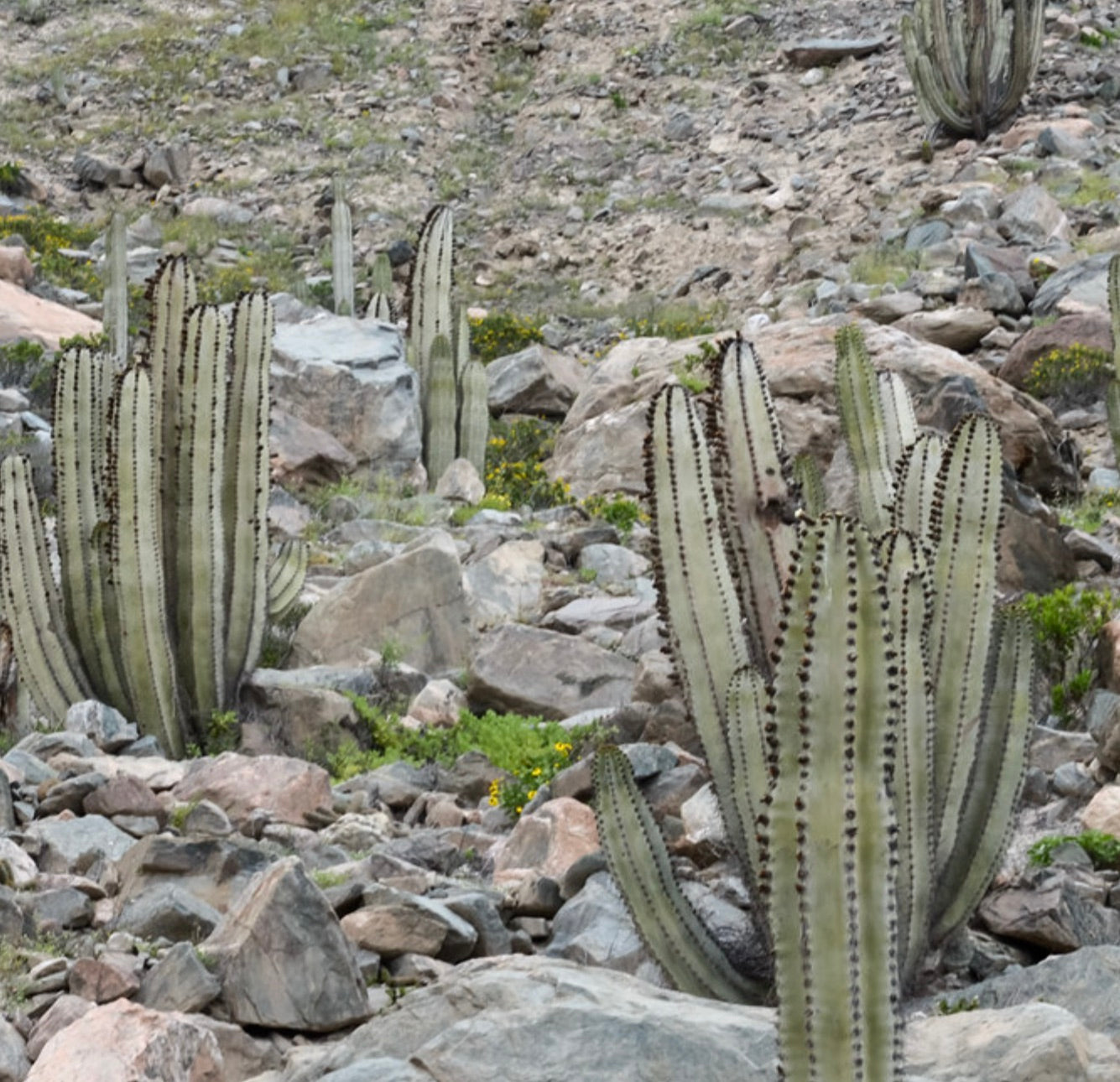 Neoraimondia arequipensis | Cactus Colonnare Peruviano | SEMI