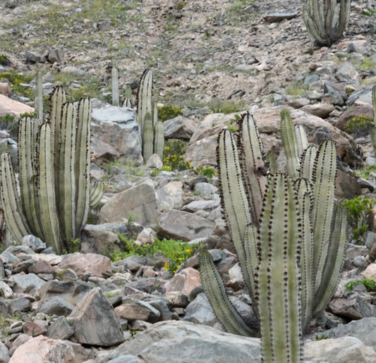 Neoraimondia arequipensis | Peruvian Columnar Cactus | SEEDS