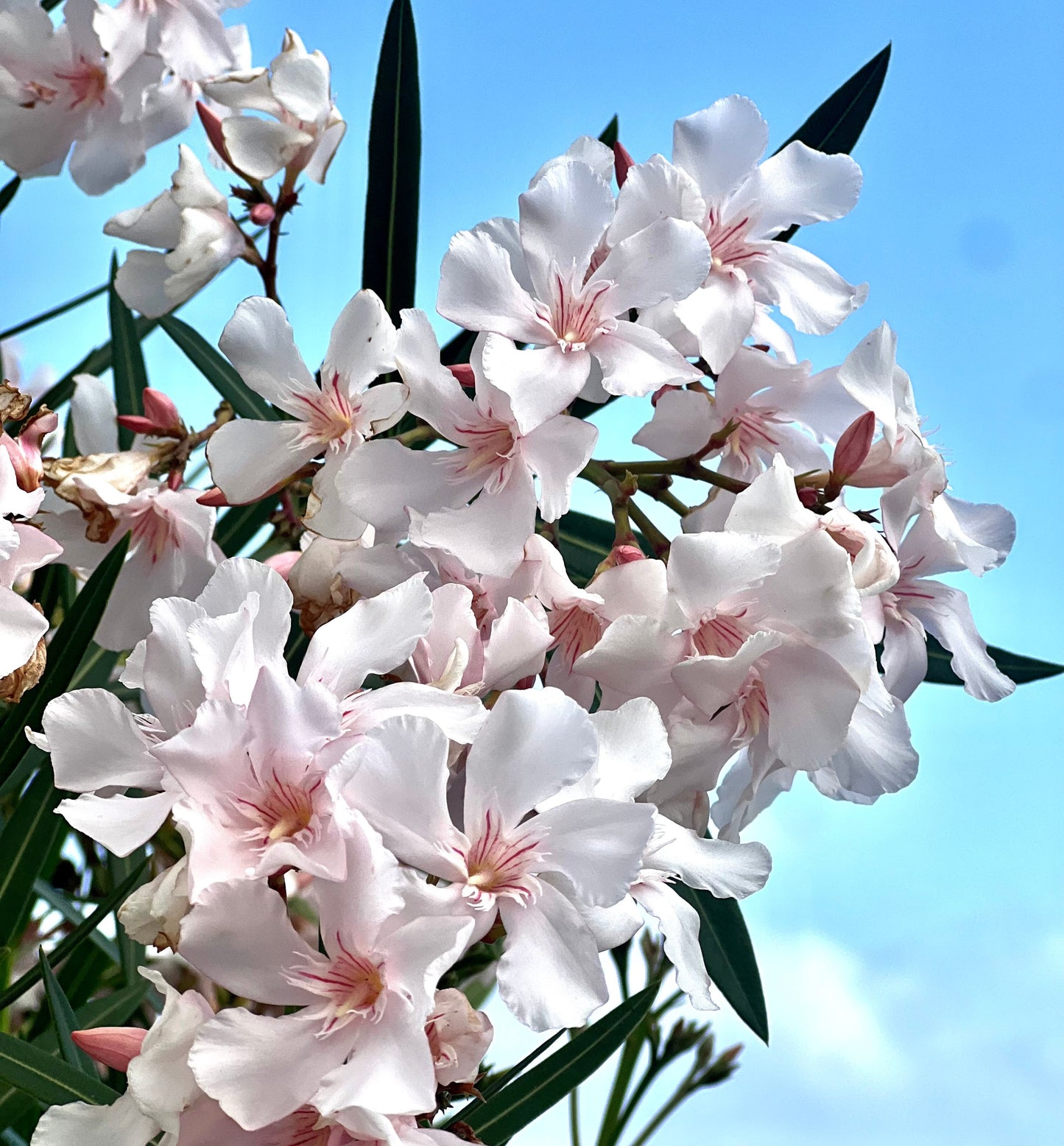 Nerium oleander cv SNOW BLOSSOM 'WHITE' fiori bianchi delicati con centri rosa e foglie verdi sottili