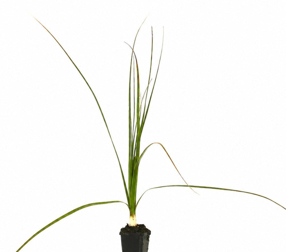 Nolina (sin. Beaucarnea) longifolia 25-30cm | Ponytail palm