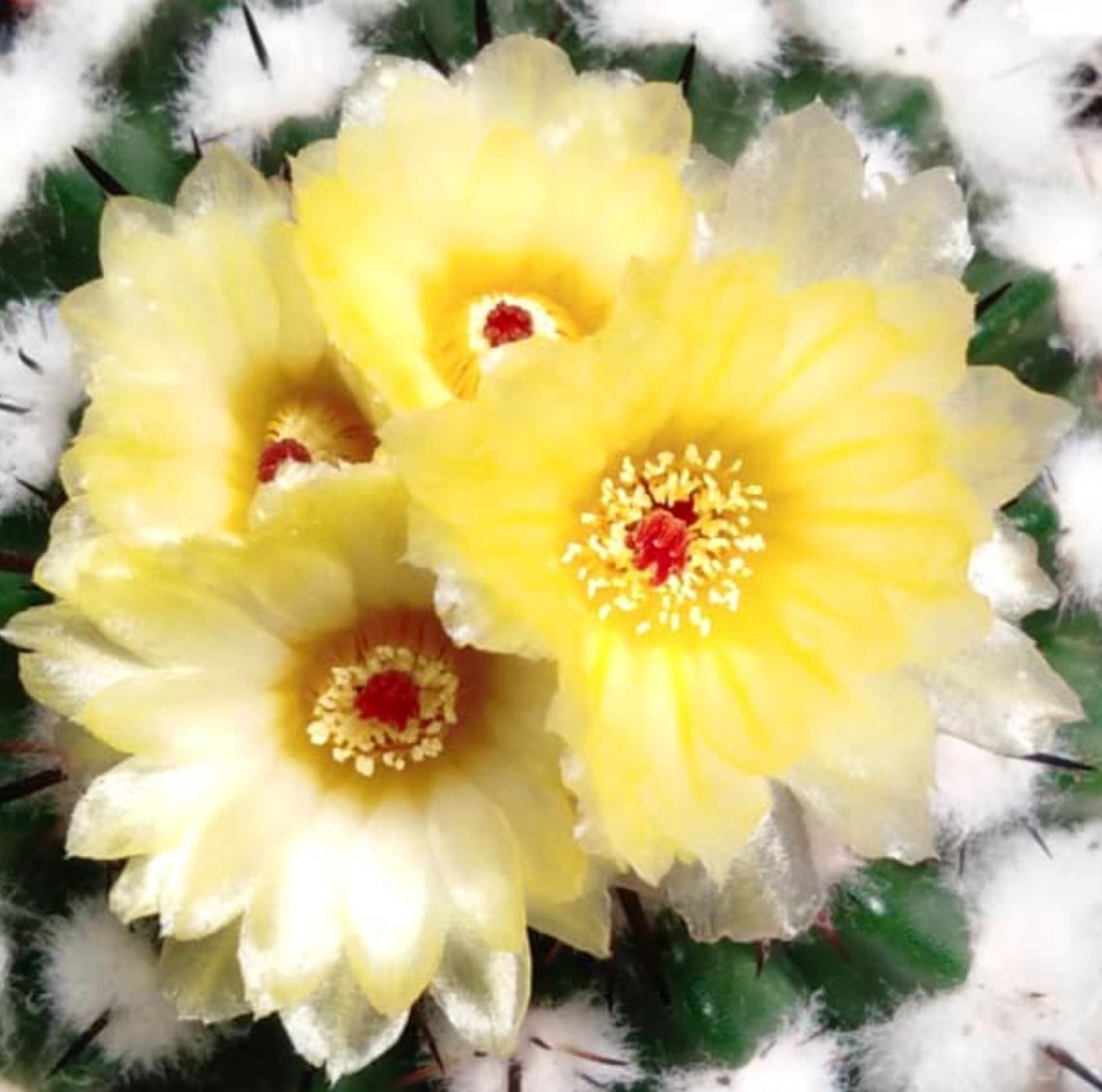 Cactus Notocactus arechavaletae con fiori giallo pallido e spine lanose bianche