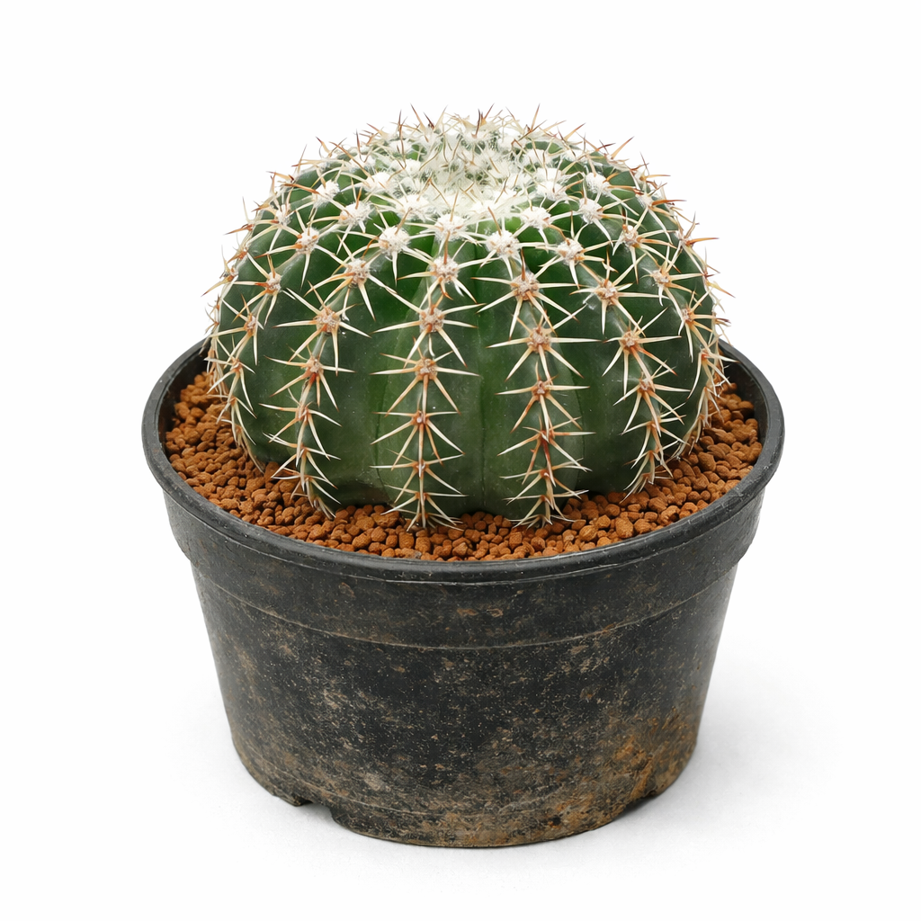 Notocactus orthacanthus round green cactus with white wool and sharp spines in black pot