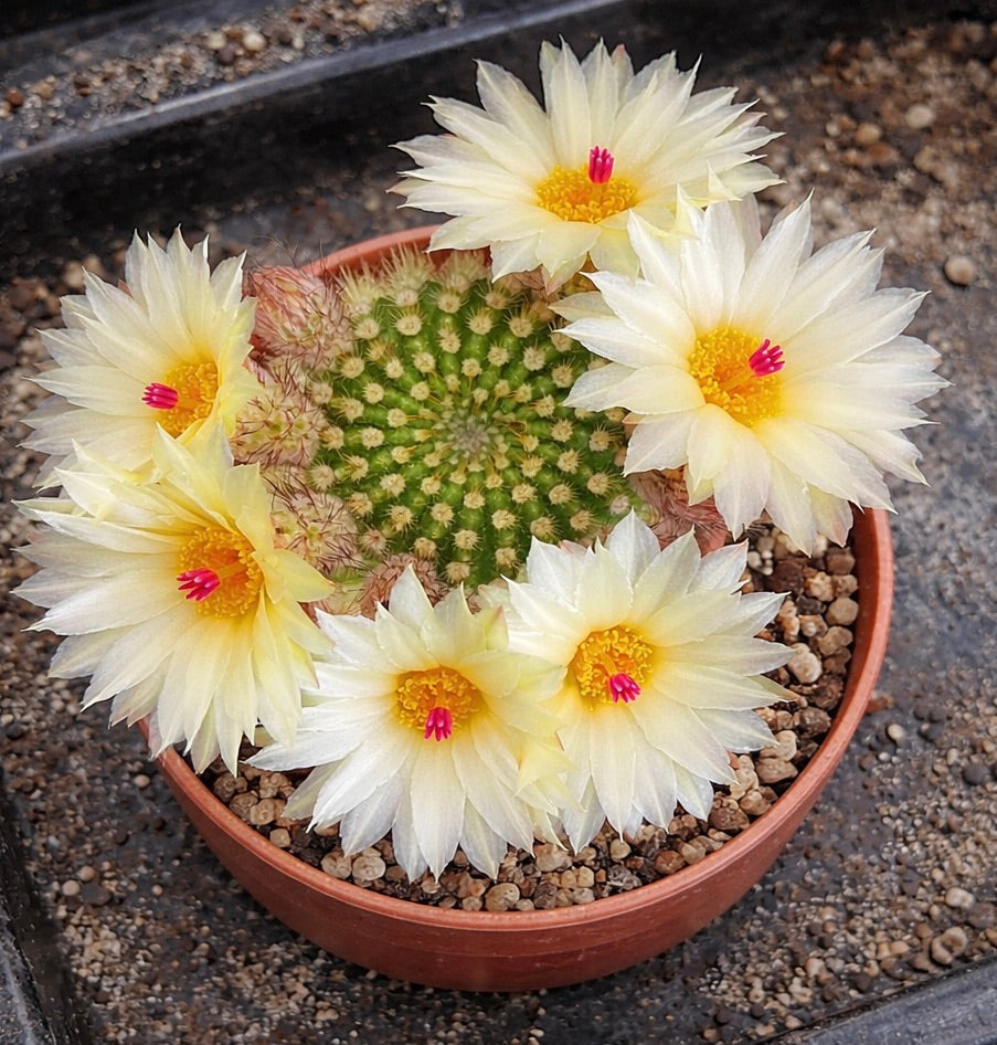 Notocactus werdermannianus cactus con fiori giallo pallido e stami rosa acceso in vaso di terracotta