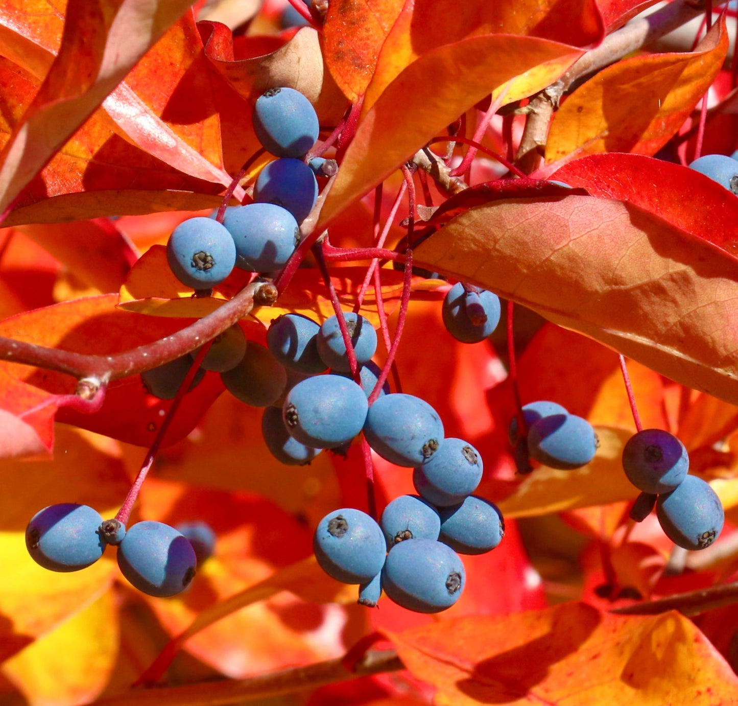 Frutti blu brillanti di Nyssa sylvatica con foglie autunnali rosse e arancioni vivaci, primo piano