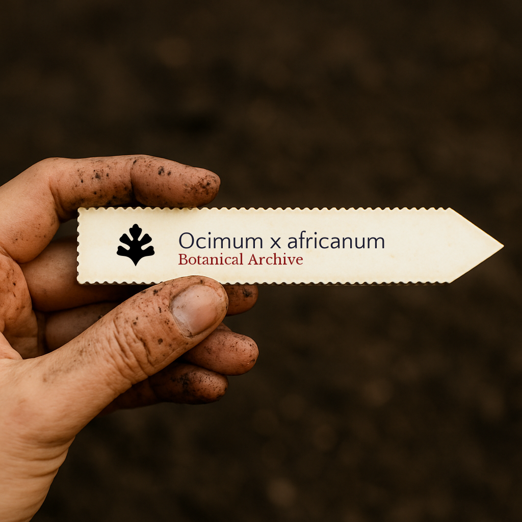 Printed plant label for Ocimum x africanum held by dirty hand over soil background