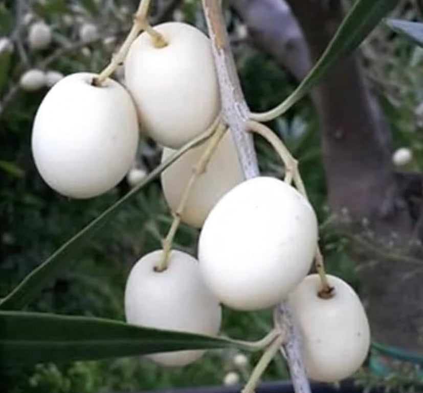 Olea europaea var. leucocarpa | White Olive | Ghost Olive
