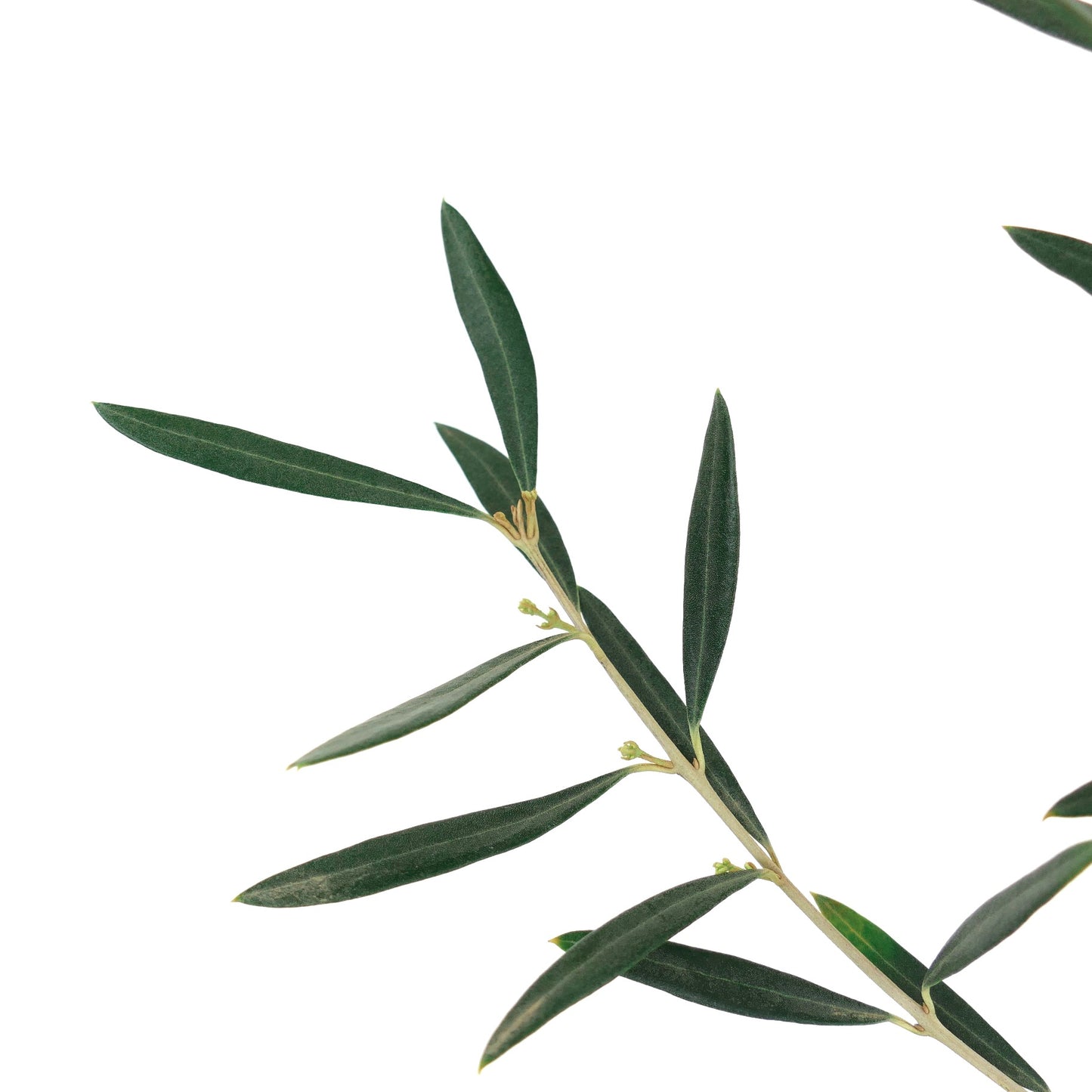 Olea europaea var. leucocarpa | White Olive | Ghost Olive