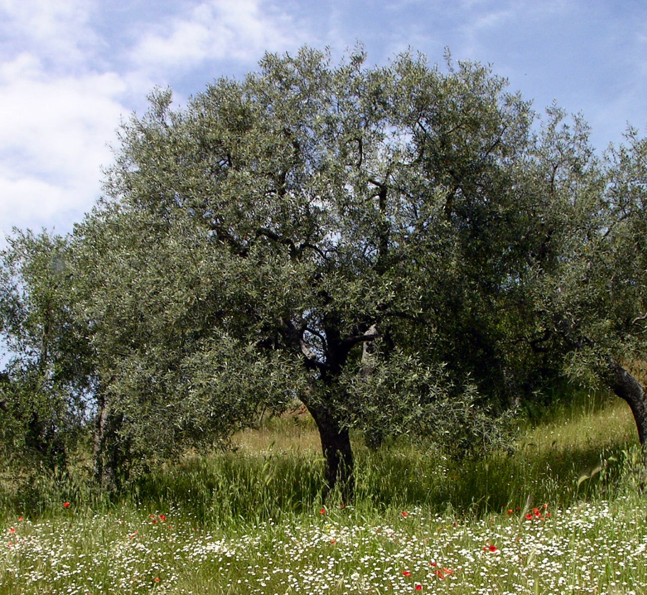 Olea europea cv MONOPOLI mature olive tree with dense silvery-green foliage in meadow