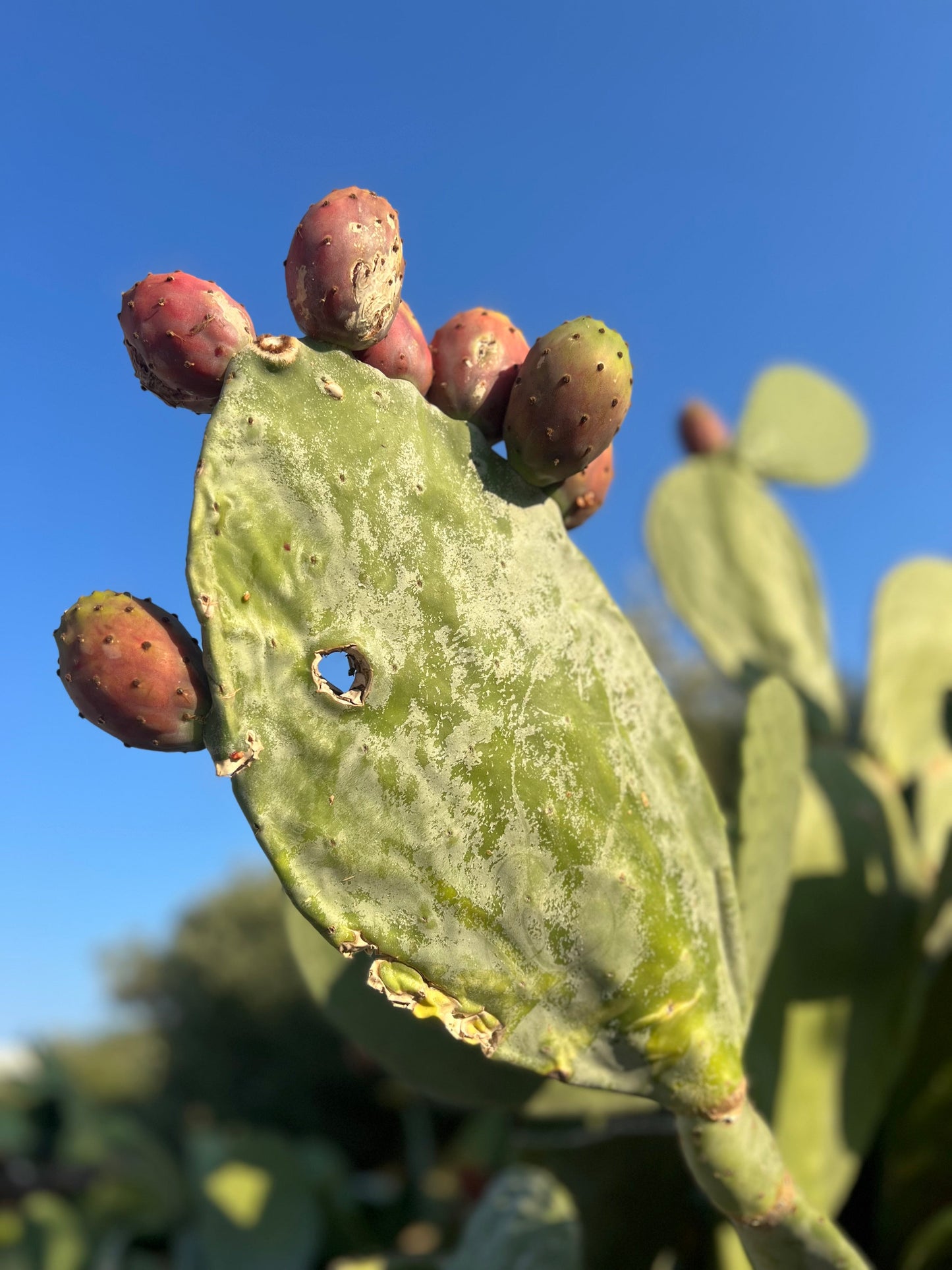 Opuntia ficus-indica cactus pad with ripe red fruit under clear blue sky