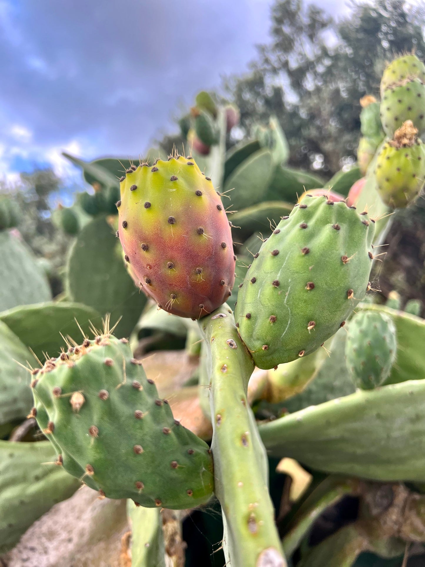 Cactus succulento Opuntia ficus-indica con cladodi verdi e rossastri fruttiferi e piccole spine
