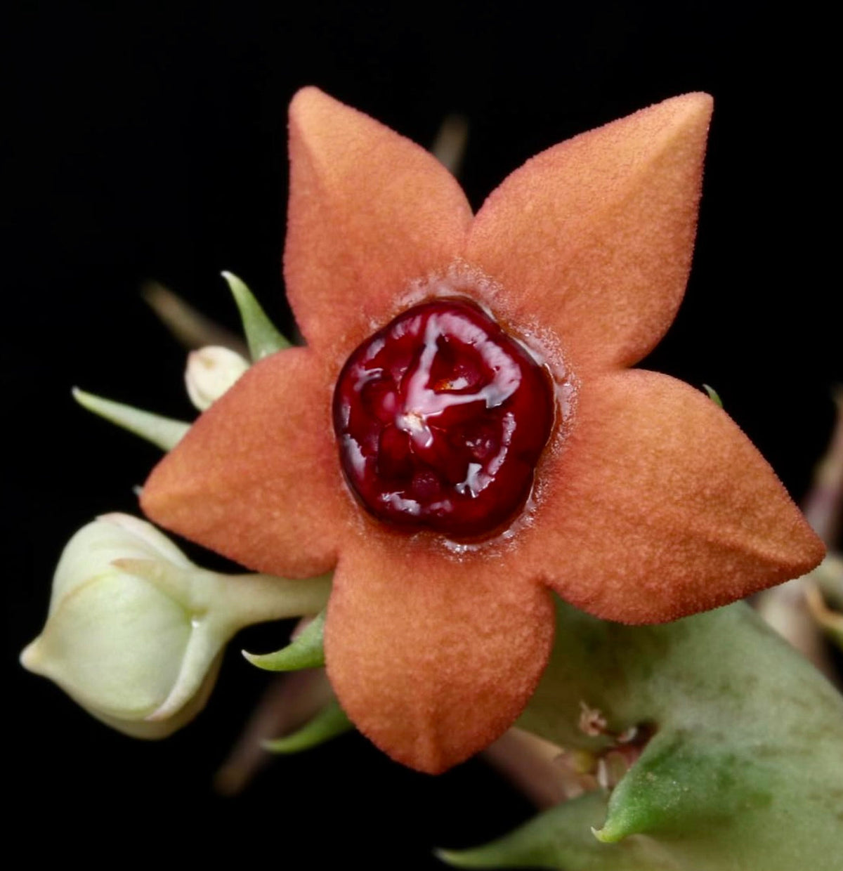 Orbea laticorona 5 Unrooted cuttings | Carrion flower