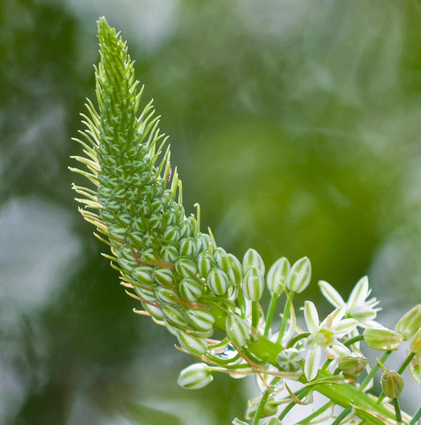 Ornithogalum caudatum SEEDS