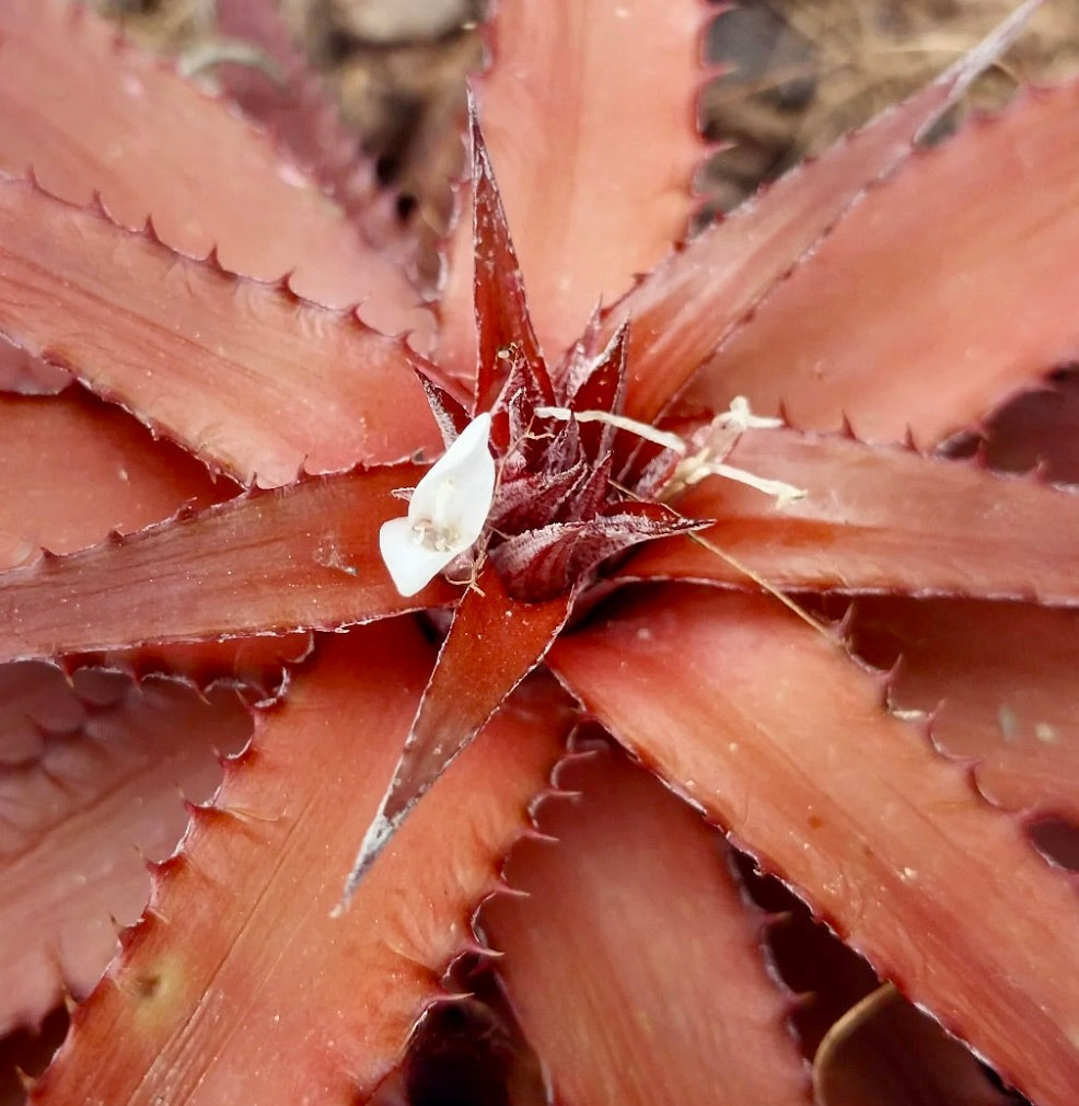 Orthophytum saxatilis rare succulent with reddish spiny leaves and small white flower