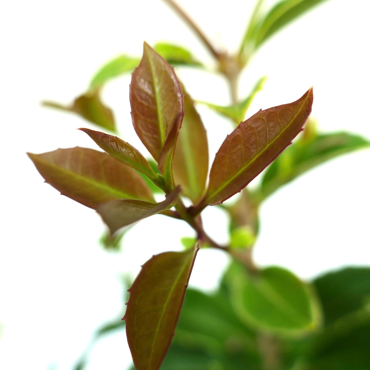 Osmanthus aquifolium 120-130cm | Holly osmanthus | False holly