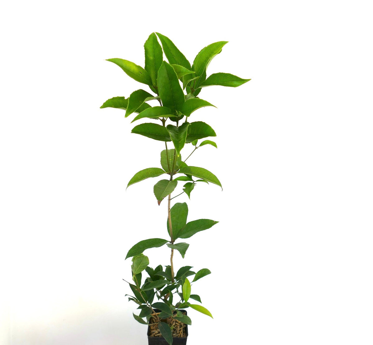 Osmanthus fragrans 10-20cm | Sweet osmanthus | Fragrant olive