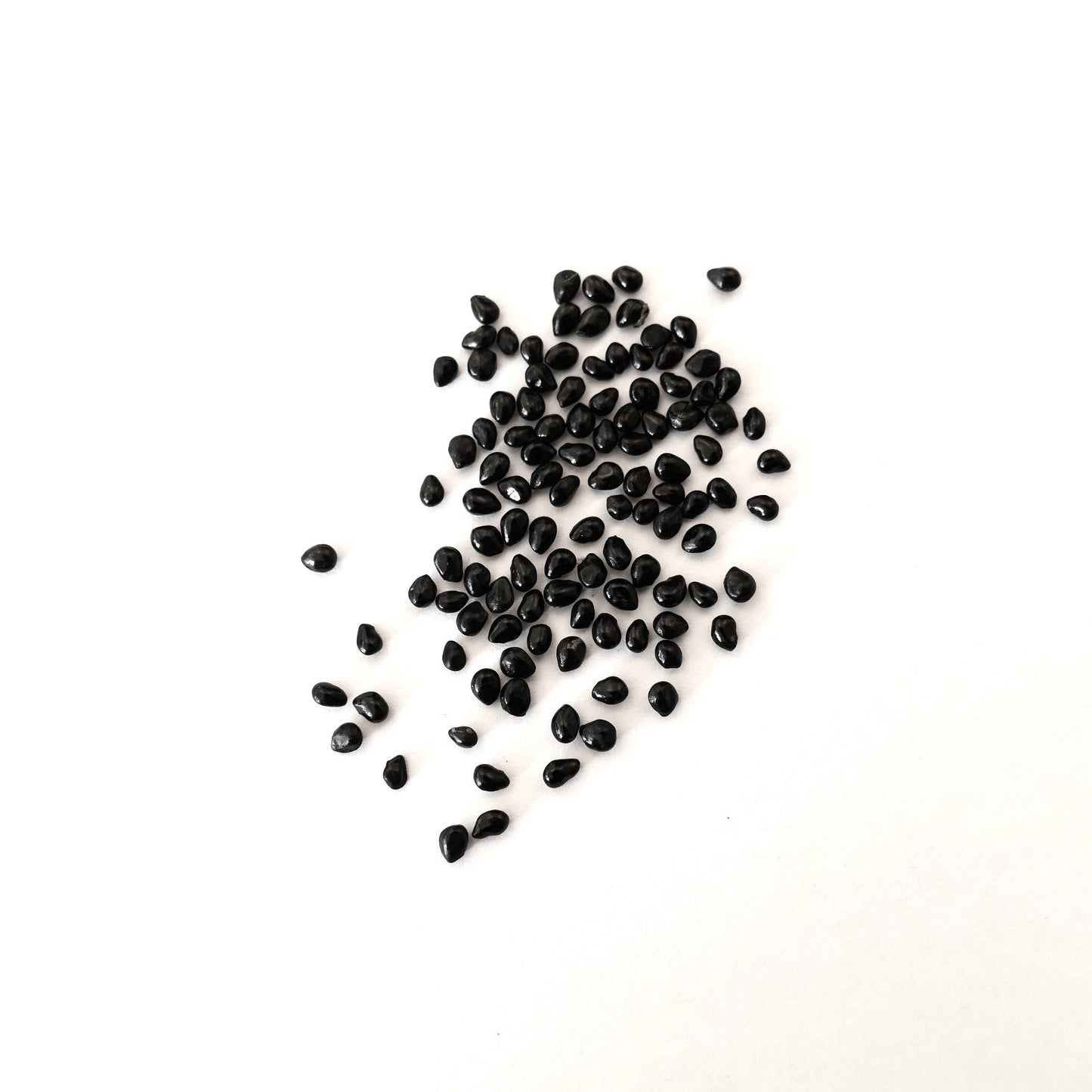 Pachycereus pringlei black cactus seeds on white background