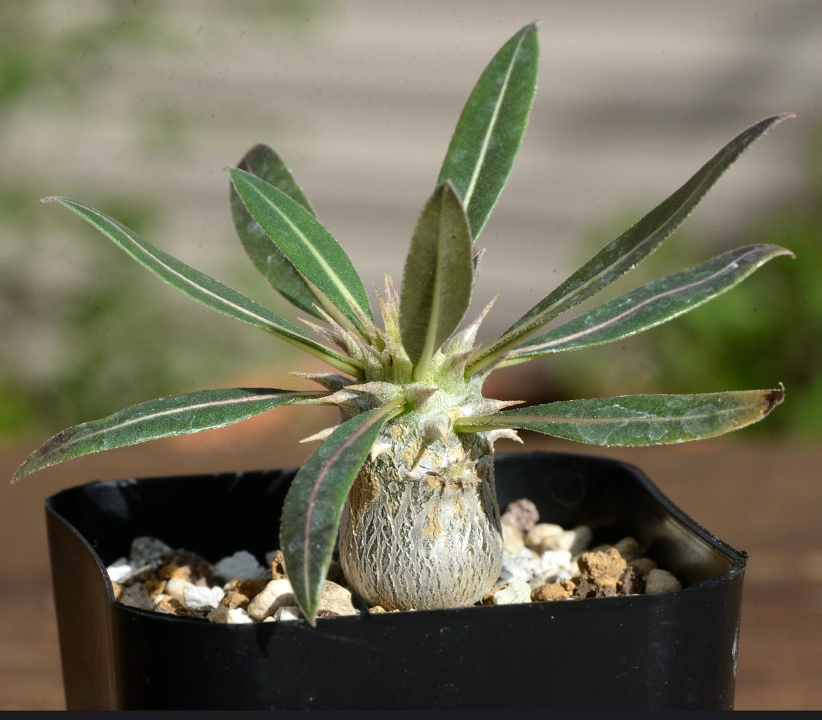 Pachypodium horombense 40-60cm high | Madagascar palm | Pachypodium