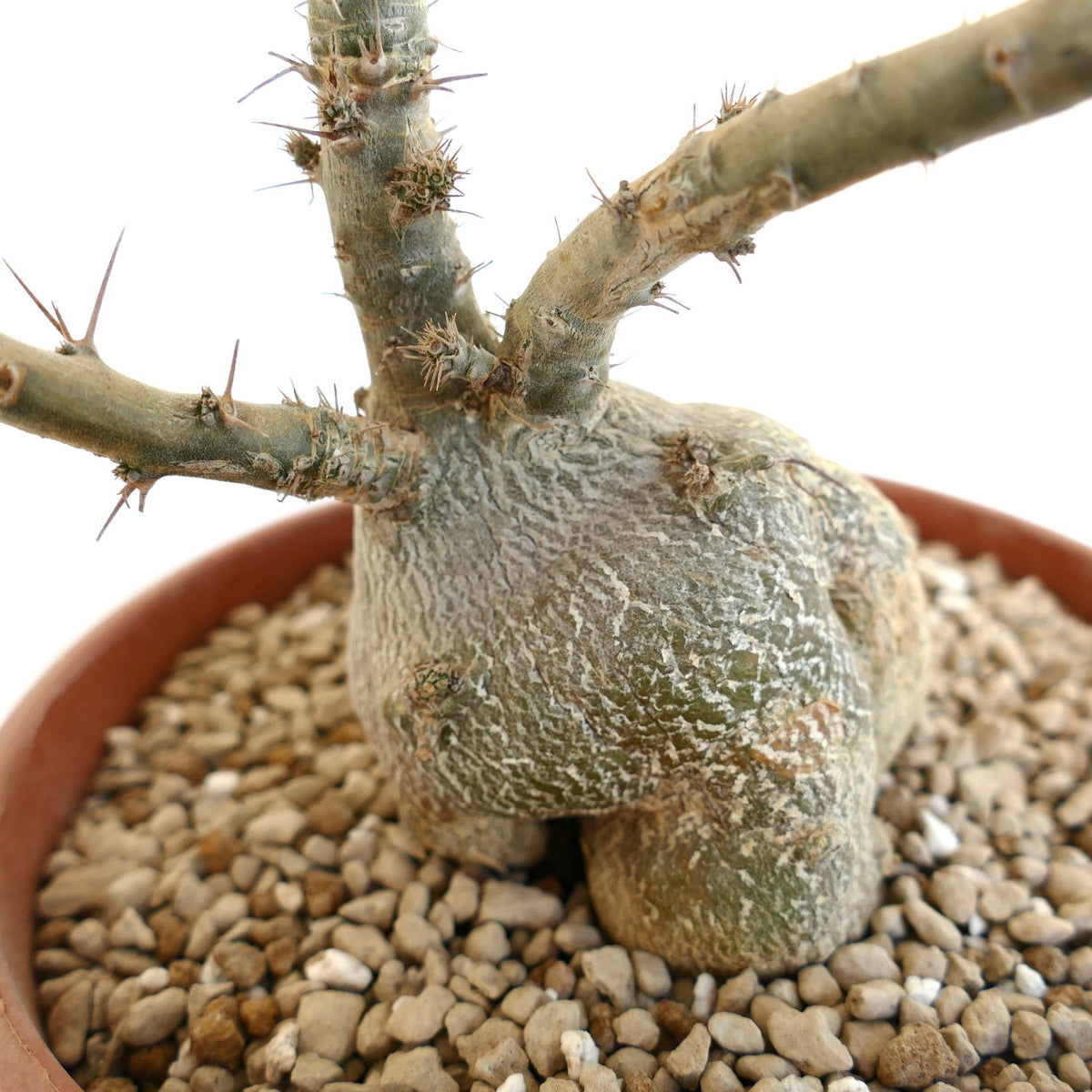 Pachypodium succulentum 10-30cm high | Elephant's trunk | Thickfoot