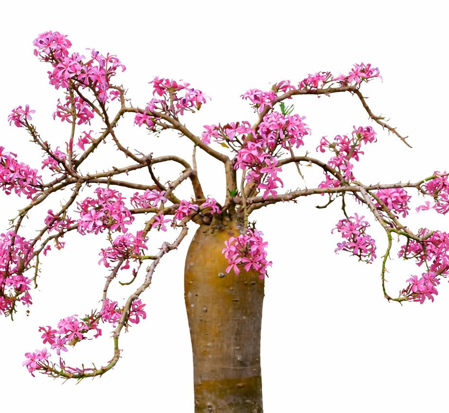 Pachypodium succulentum succulent plant with thick trunk and vibrant pink flowers