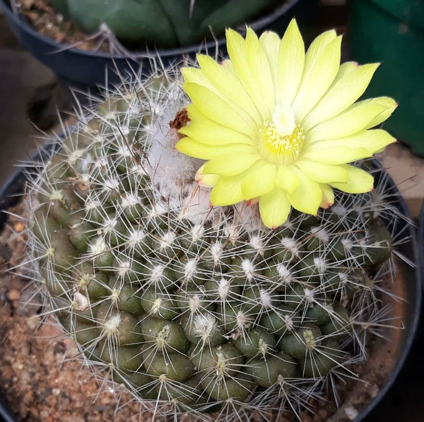 Parodia formosa cactus con fiore giallo brillante e fitte spine bianche in vaso