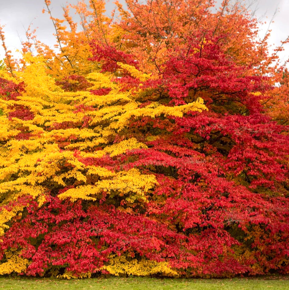 Parrotia persica cv 'Vanessa' 95-150cm | Persian ironwood